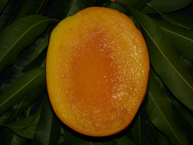 This is a photo of a sliced, ripe Tommy Atkins mango from a tree in the Ghosh Grove, Rockledge, Florida.