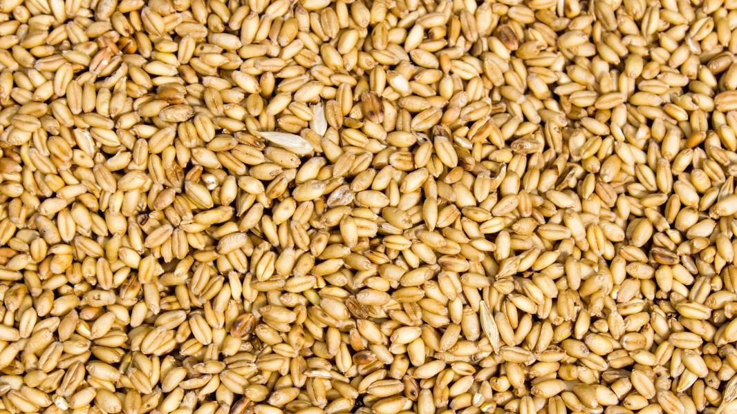 Naked wheat(Triticum aestivum) in Nepal-September 27, 2016-IMG 8014