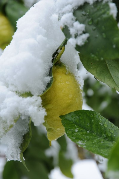 Schnee Zitrone Citrus × limon 2