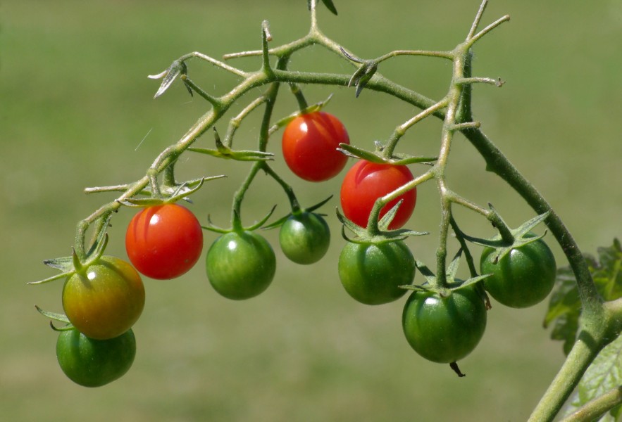 Tomates cerises FR 2012