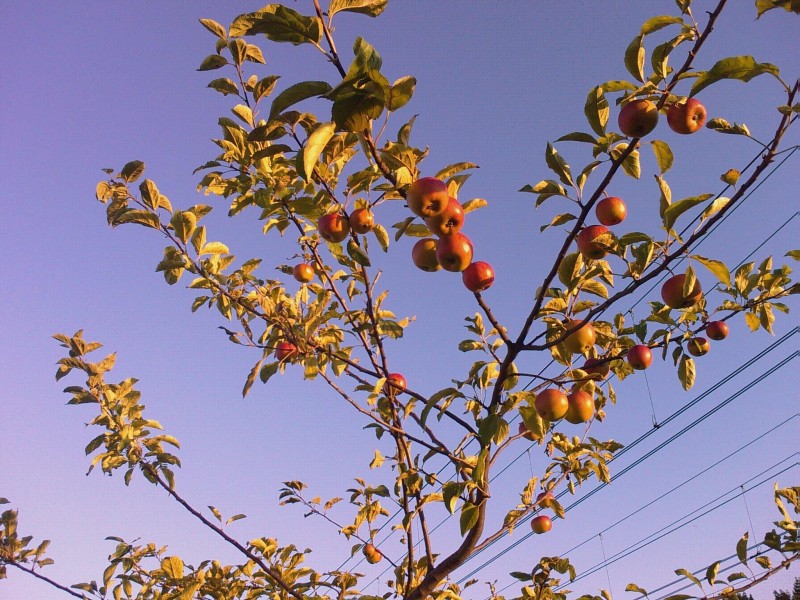 Wild appeltree