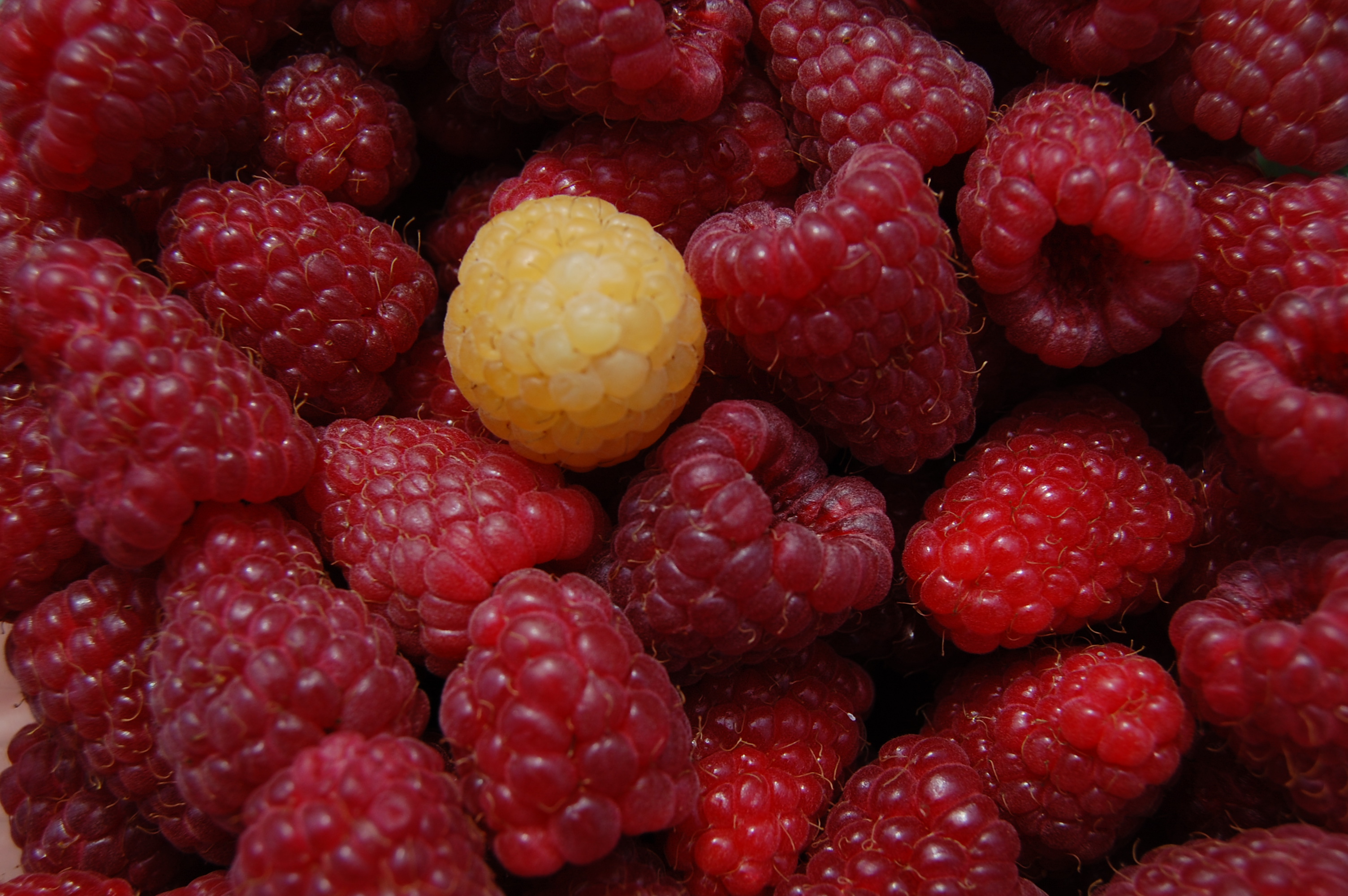Red raspberries 1 yellow: taken by Lyudmilla Mishonova