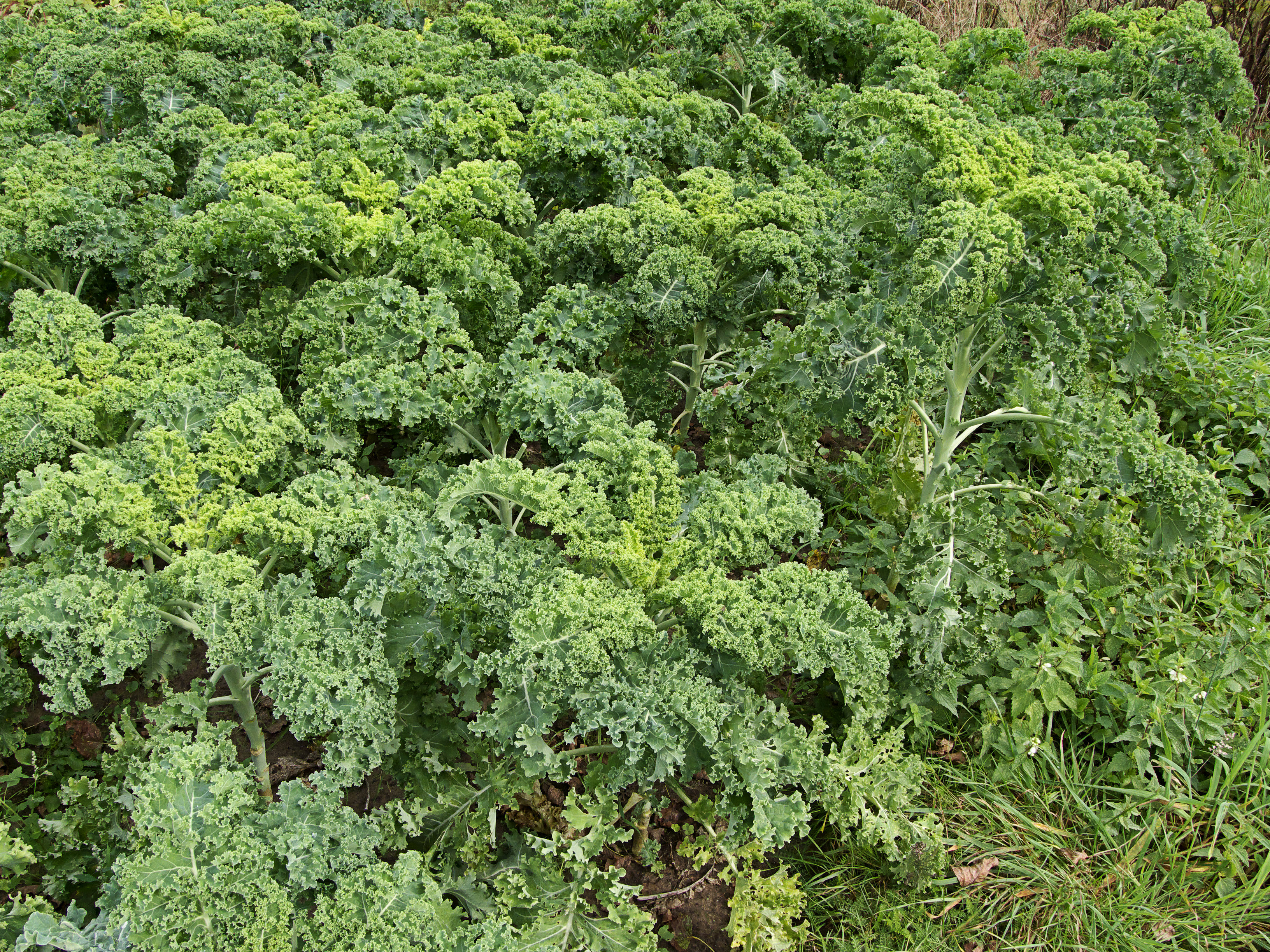 Brassica oleracea convar. acephala var. laciniata 'Westlandse winter', boerenkool 'Westlandse winter' (6)