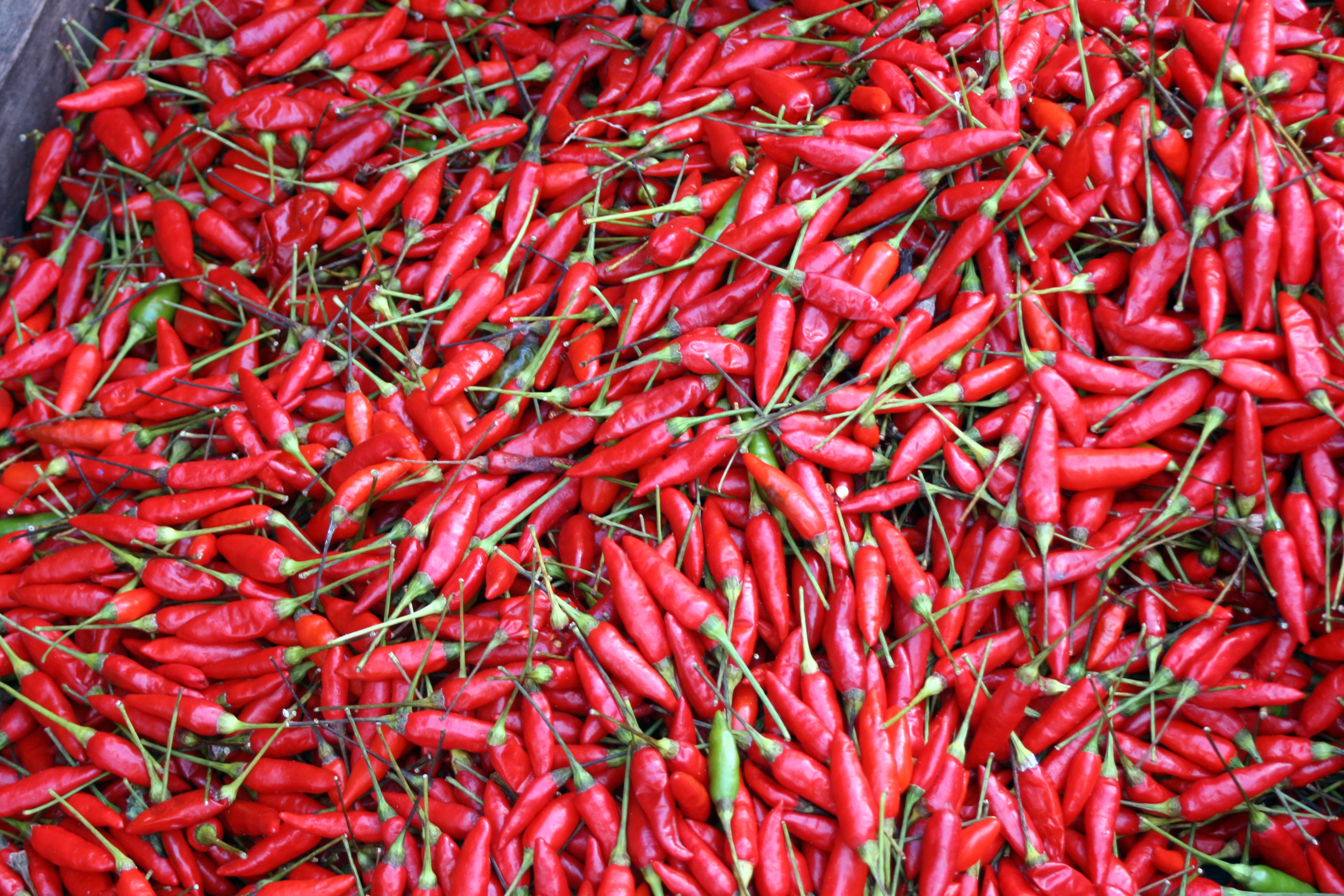 Brazilian red peppers (28150692560)