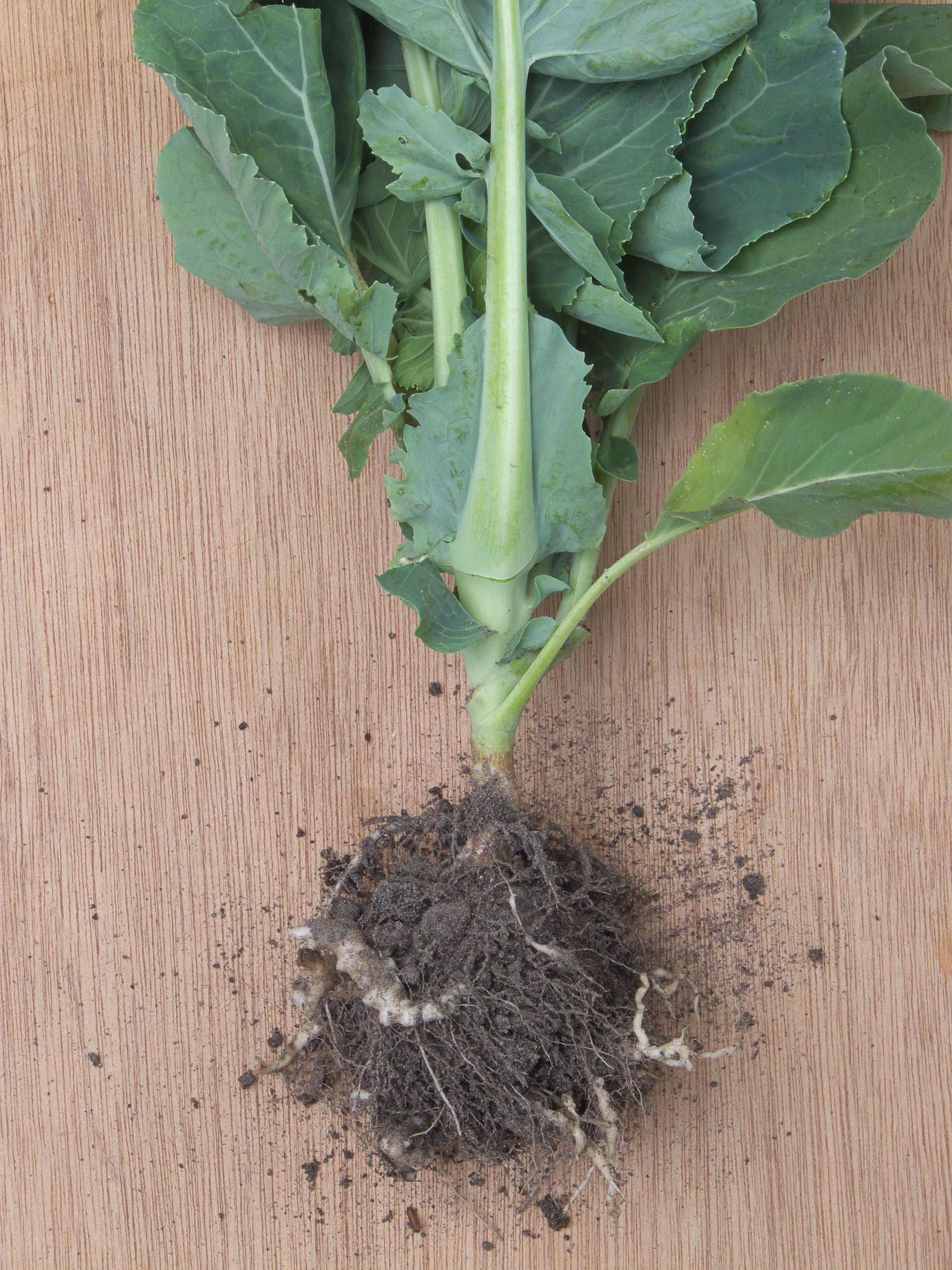 Plasmodiophora brassicae on cauliflower, Knolvoet bij bloemkool