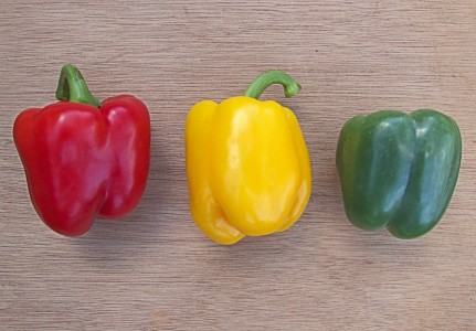 Capsicum annuum, Sweet pepper