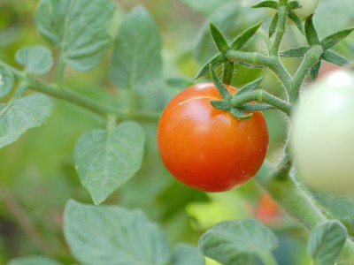 cherrytomato.jpg