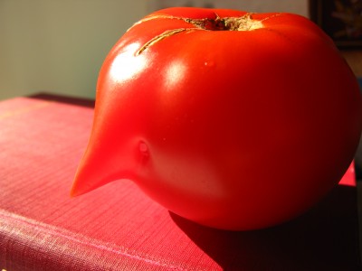 Tomato