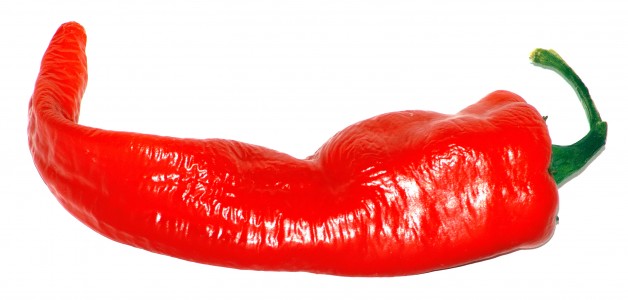 This image shows a Large Cayenne.