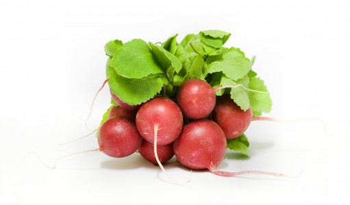 Red radish variant of raphanus sativus.