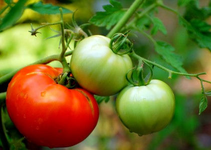tomato2_002.jpg