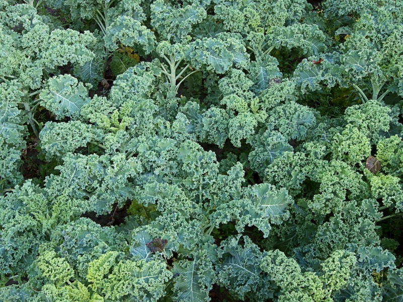 Brassica oleracea convar. acephala var. laciniata 'Westlandse winter', boerenkool 'Westlandse winter' (1)