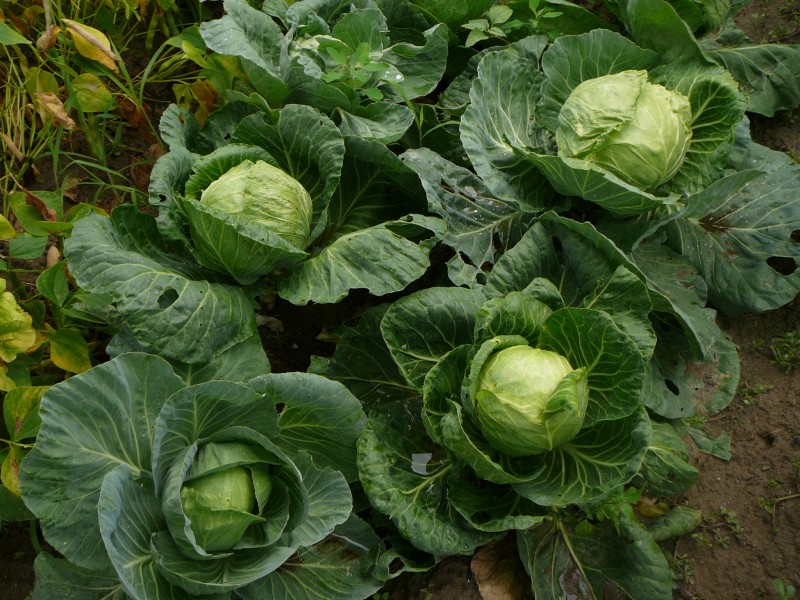Brassica oleracea E1