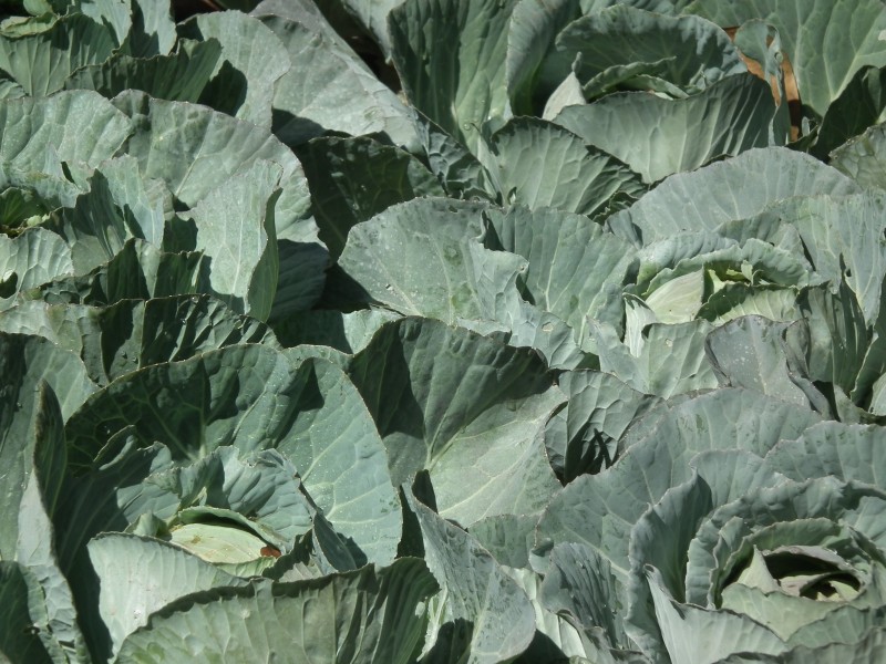 Cabbage from lalbagh 2299