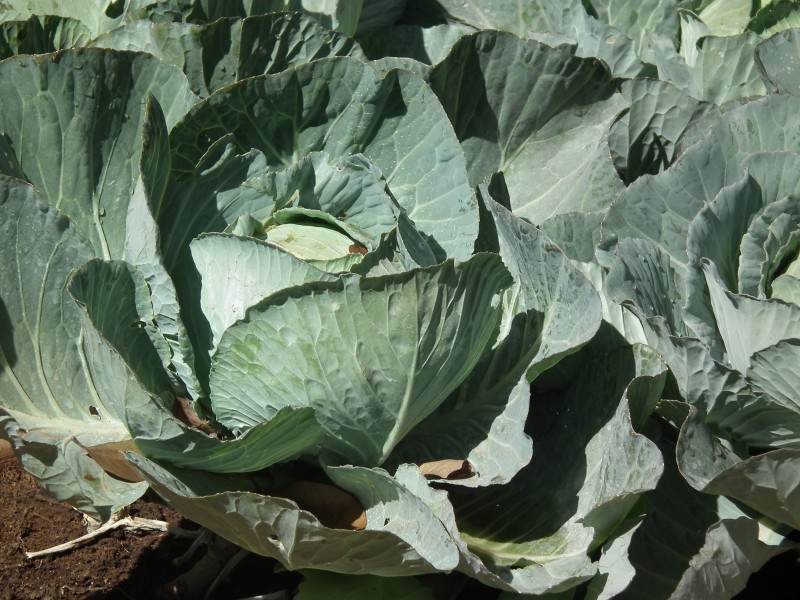 Cabbage from lalbagh 2300