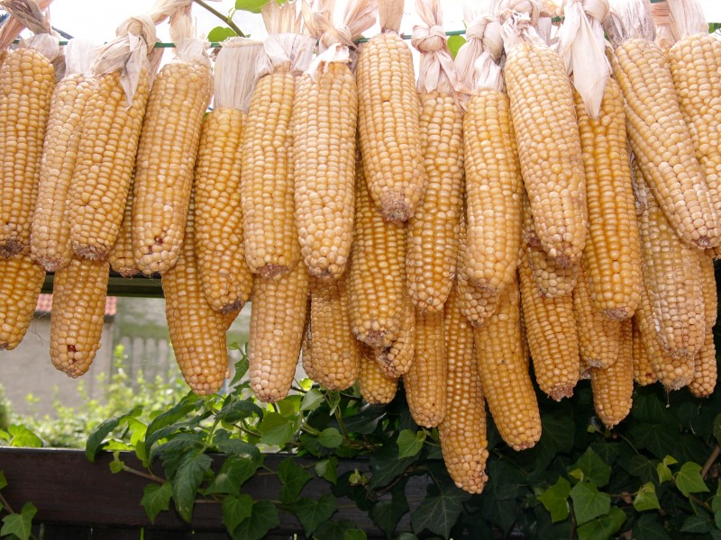 Corn hg