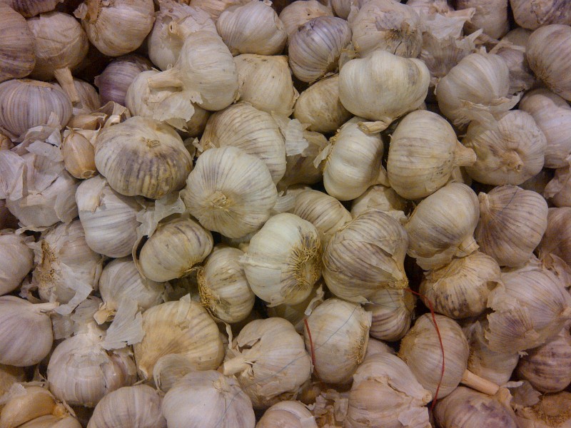 Garlic 123