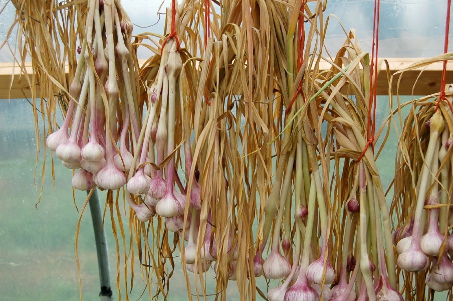 Garlic organic hanging