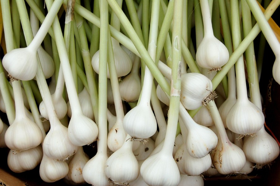 Garlic organically grown