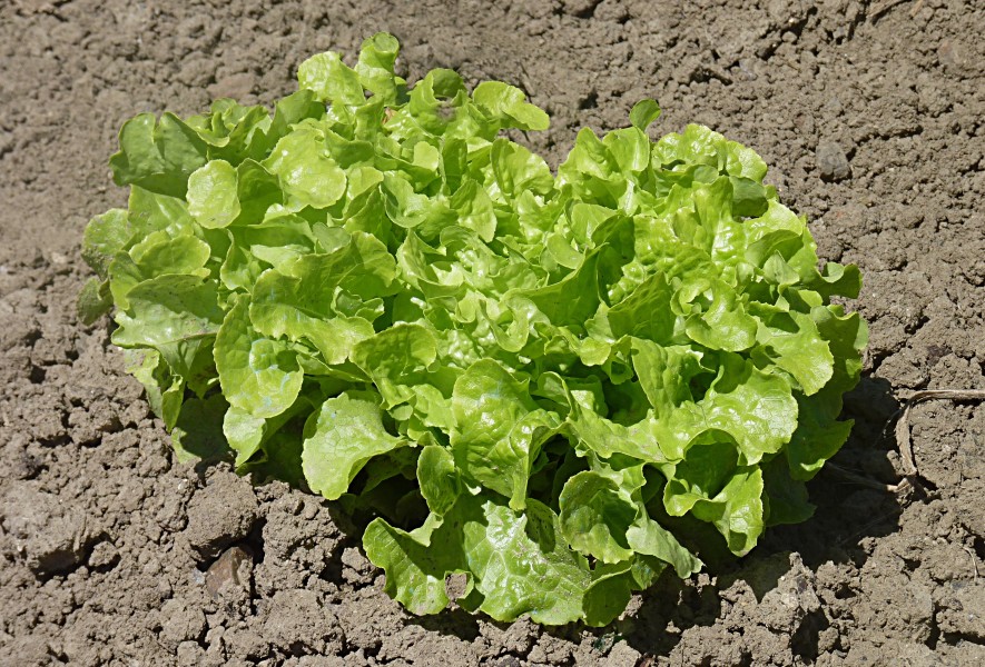 Green Oak Leaf lettuce J1
