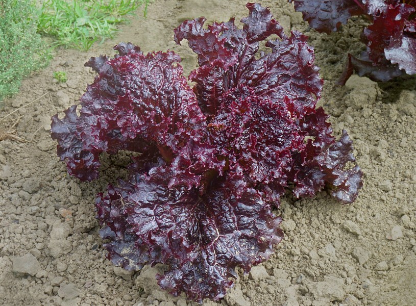 Red leaf lettuce J1