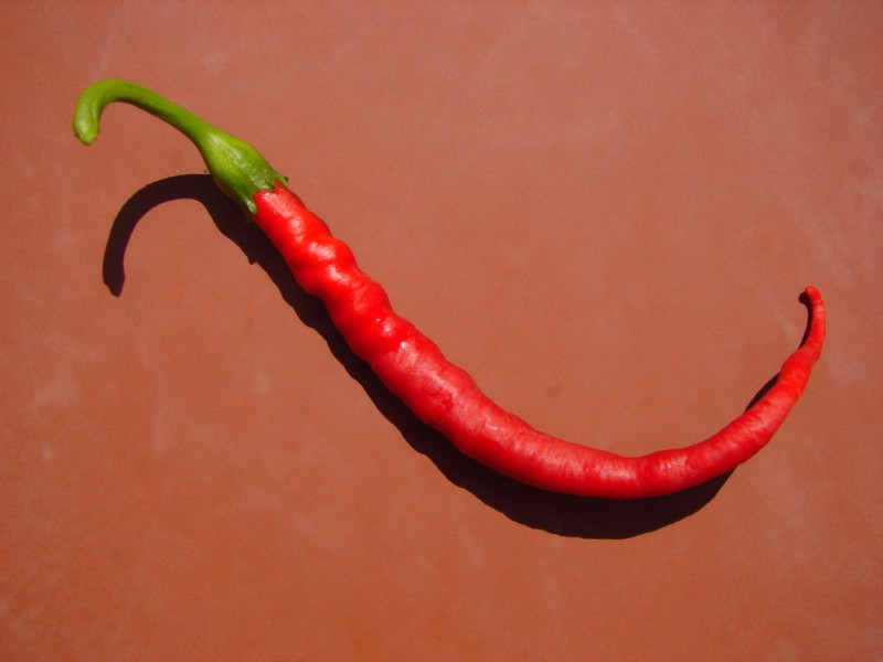 Red Pepper, Capsicum annuum