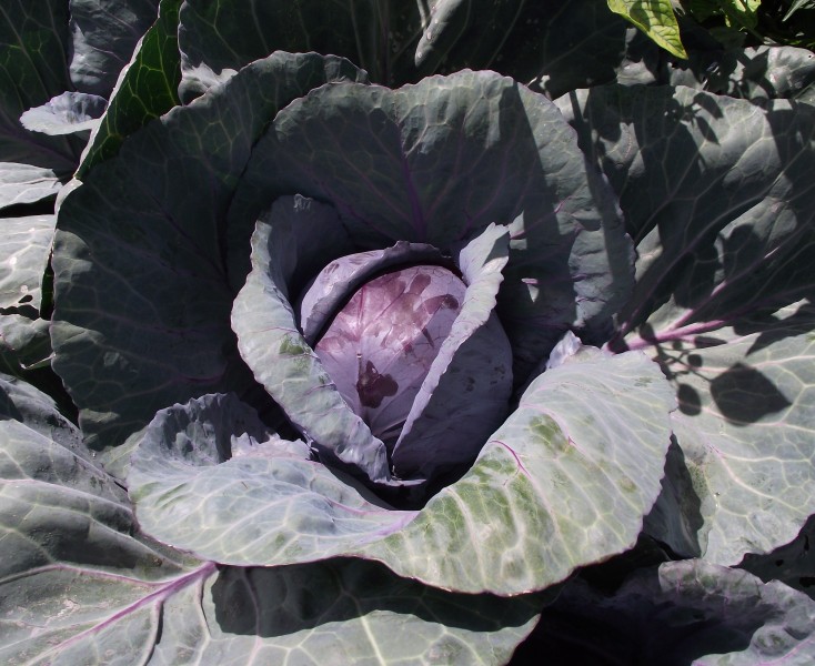 Redcabbage-planted
