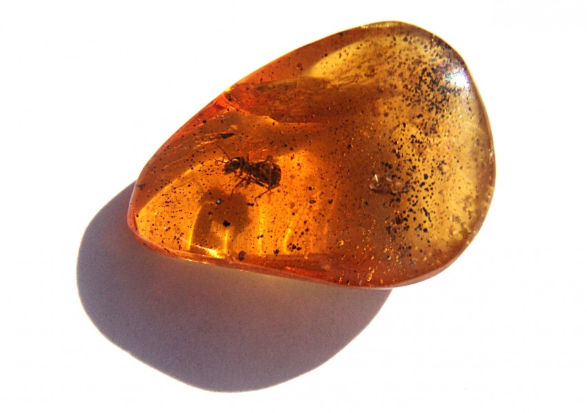 An ant in amber