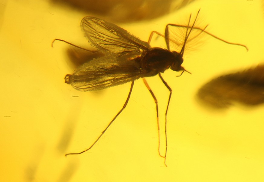 Mosquito trapped in amber