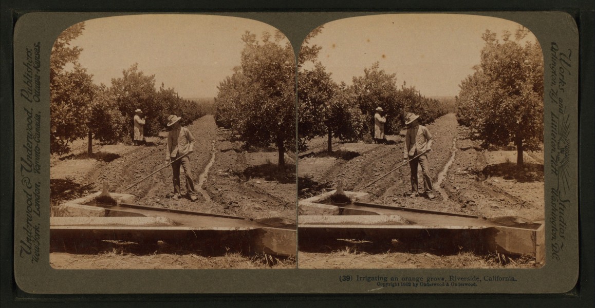 Irrigating an orange grove, Riverside, California, from Robert N. Dennis collection of stereoscopic views