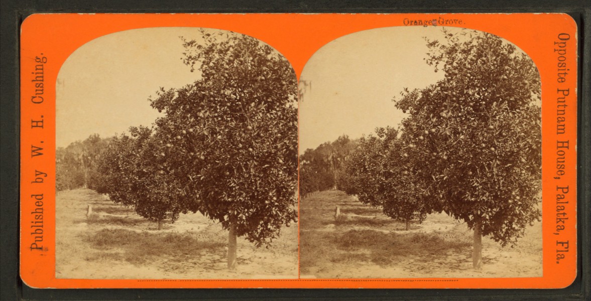 Orange grove, from Robert N. Dennis collection of stereoscopic views