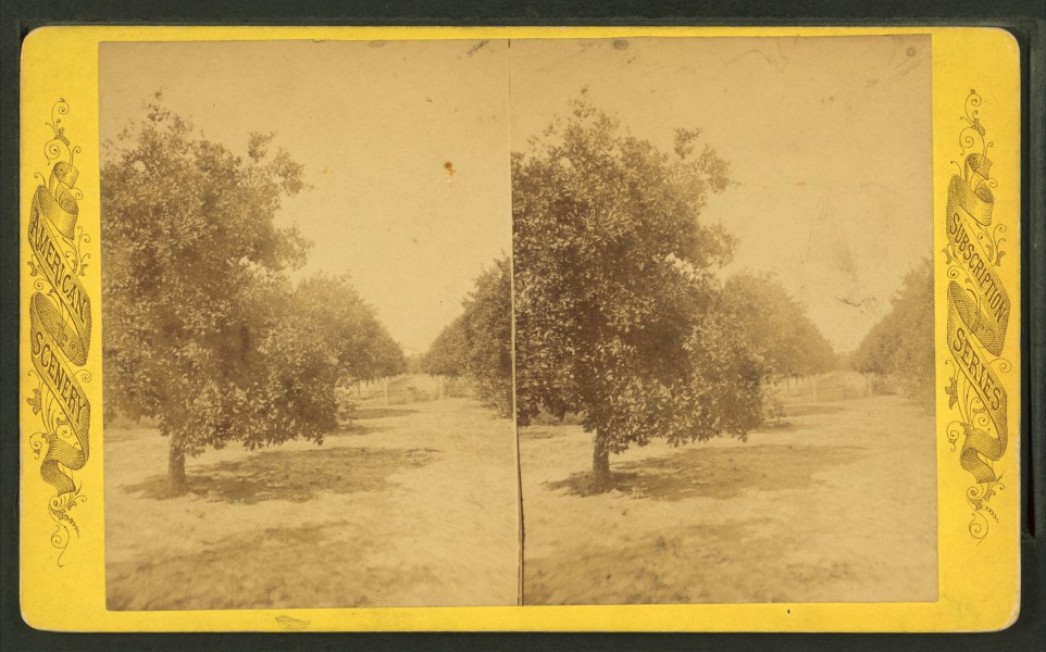 Orange Grove, Sanford, Florida, from Robert N. Dennis collection of stereoscopic views