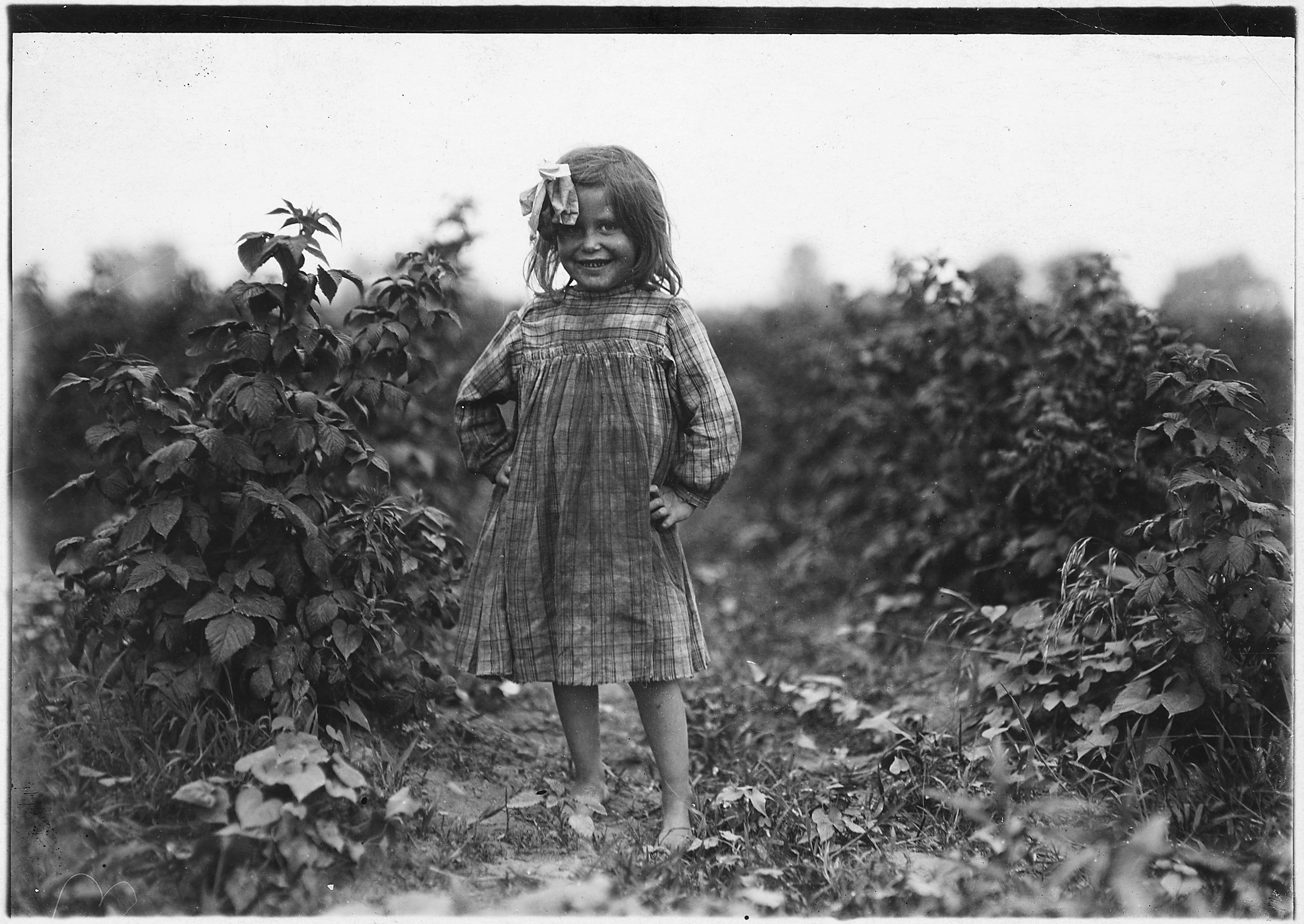 Laura Petty, a 6 year old berry picker on Jenkins Farm. 