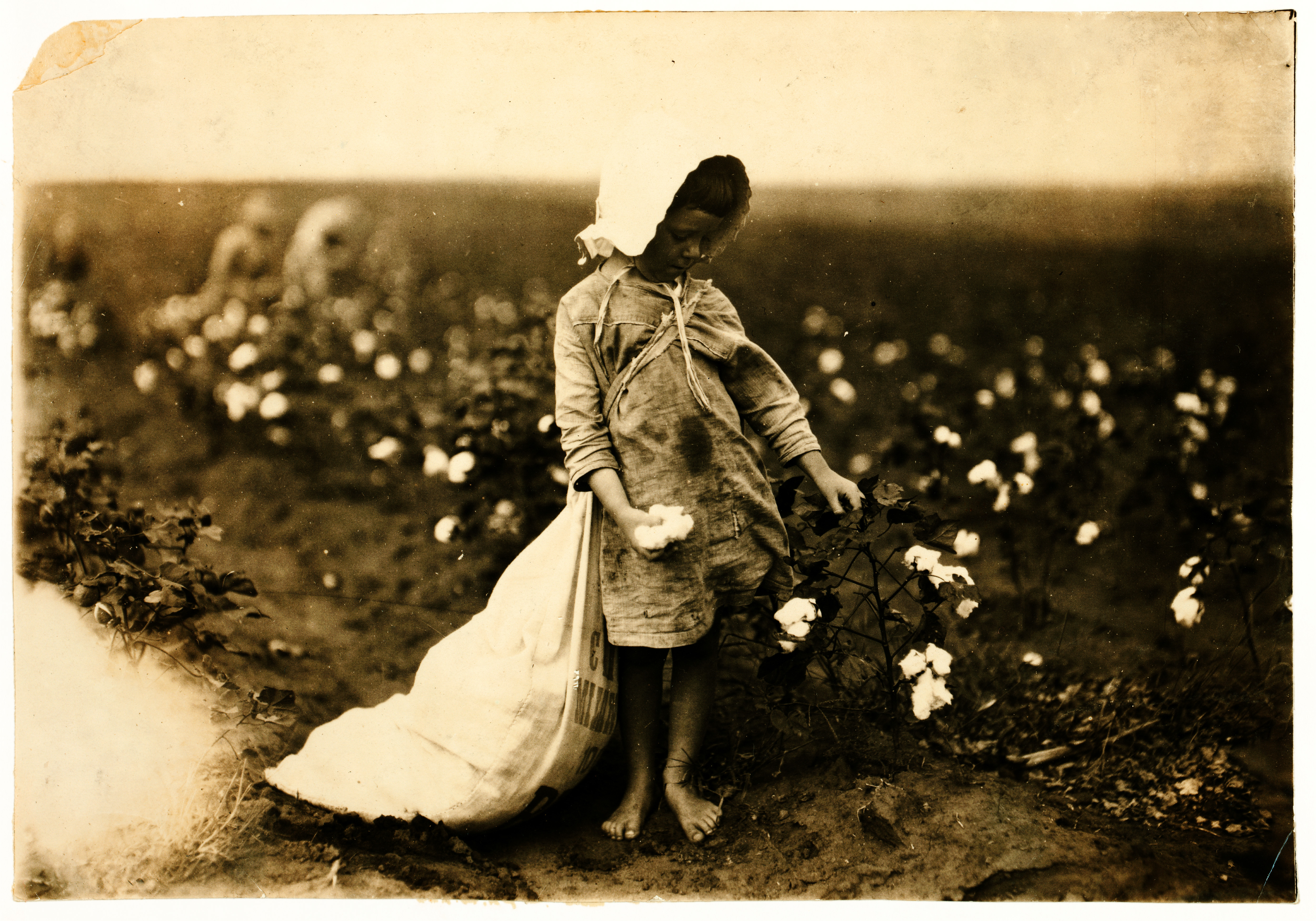 Lewis Hine, Vera Hill, 5 years old, cotton picker, Comanche County, Oklahoma, 1916