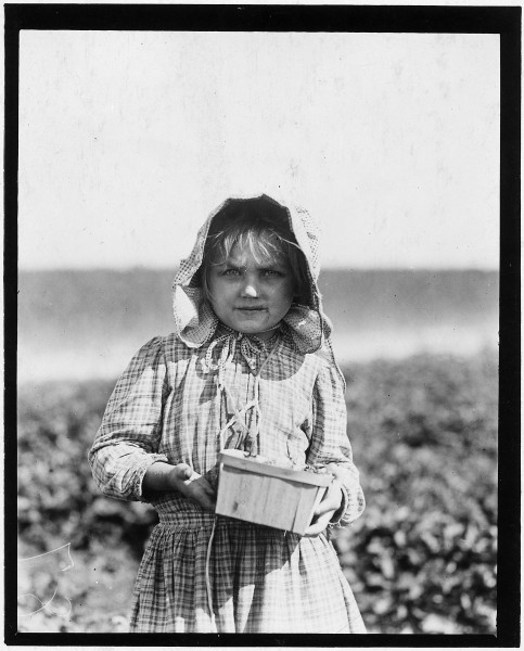 Alberta Mc Nadd on Chester Truitt's Farm. Alberta is 5 years old and has been picking berries since she was 3. Her... - NARA - 523320
