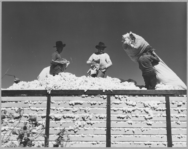 Eloy District, Pinal County, Arizona. Migratory cotton pickers dump their sacks into the field wagon . . . - NARA - 522249
