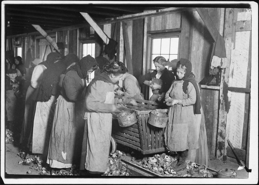 On right hand end is Marie Colbeck, 8 years old, who shucks 6 or 7 pots of oysters a day (30 or 35 (cents)) at... - NARA - 523396