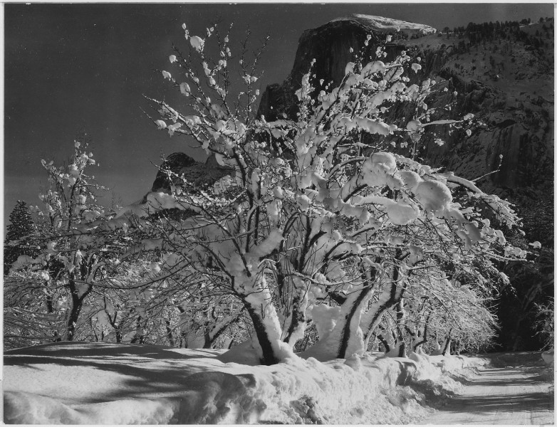 Trees with snow on branches, 