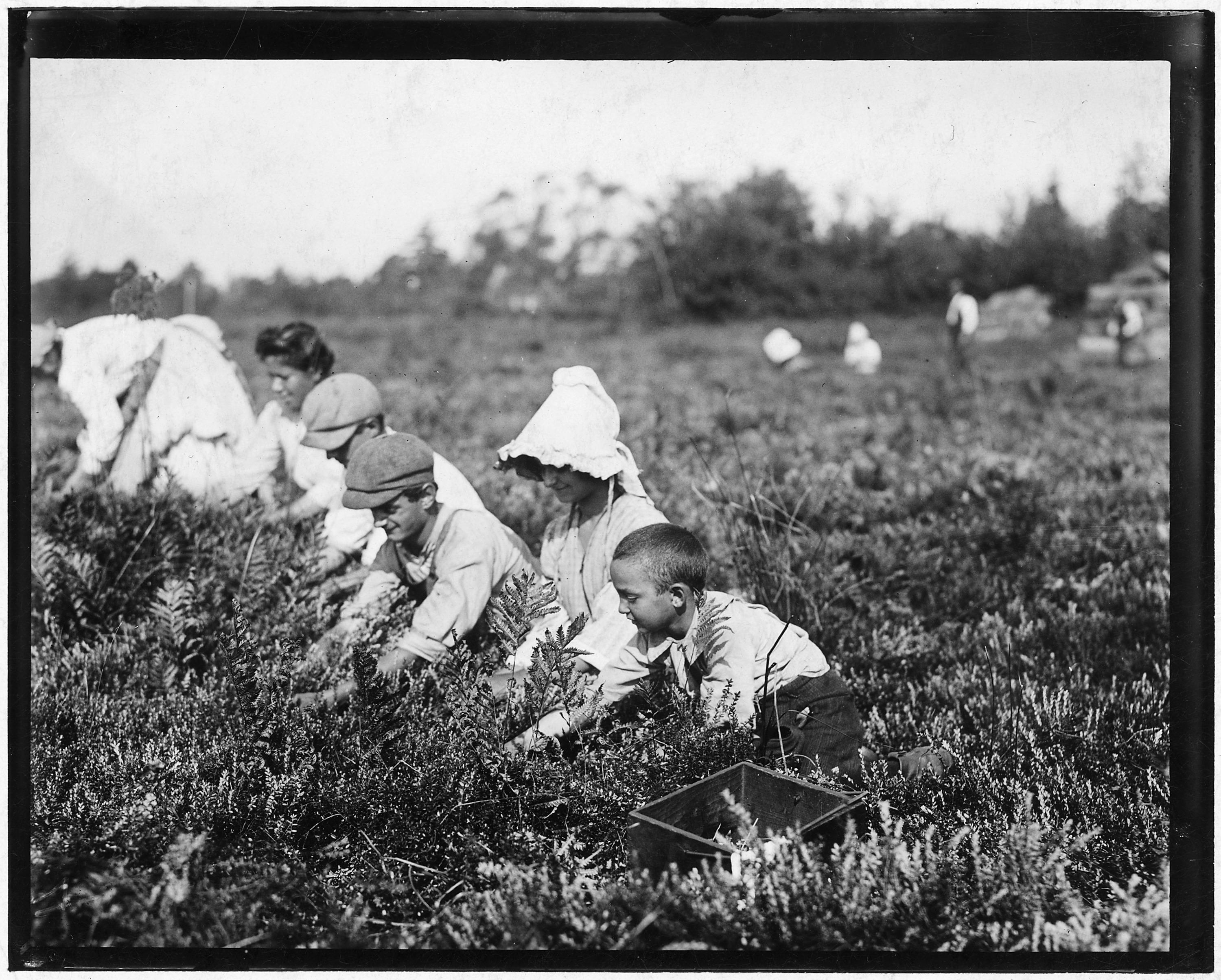 Richard Tevor, 8 years old. 5 years picking cranberries. Theodore Budd's Bog at Turkeytown, N.J. This is the fourth... - NARA - 523258