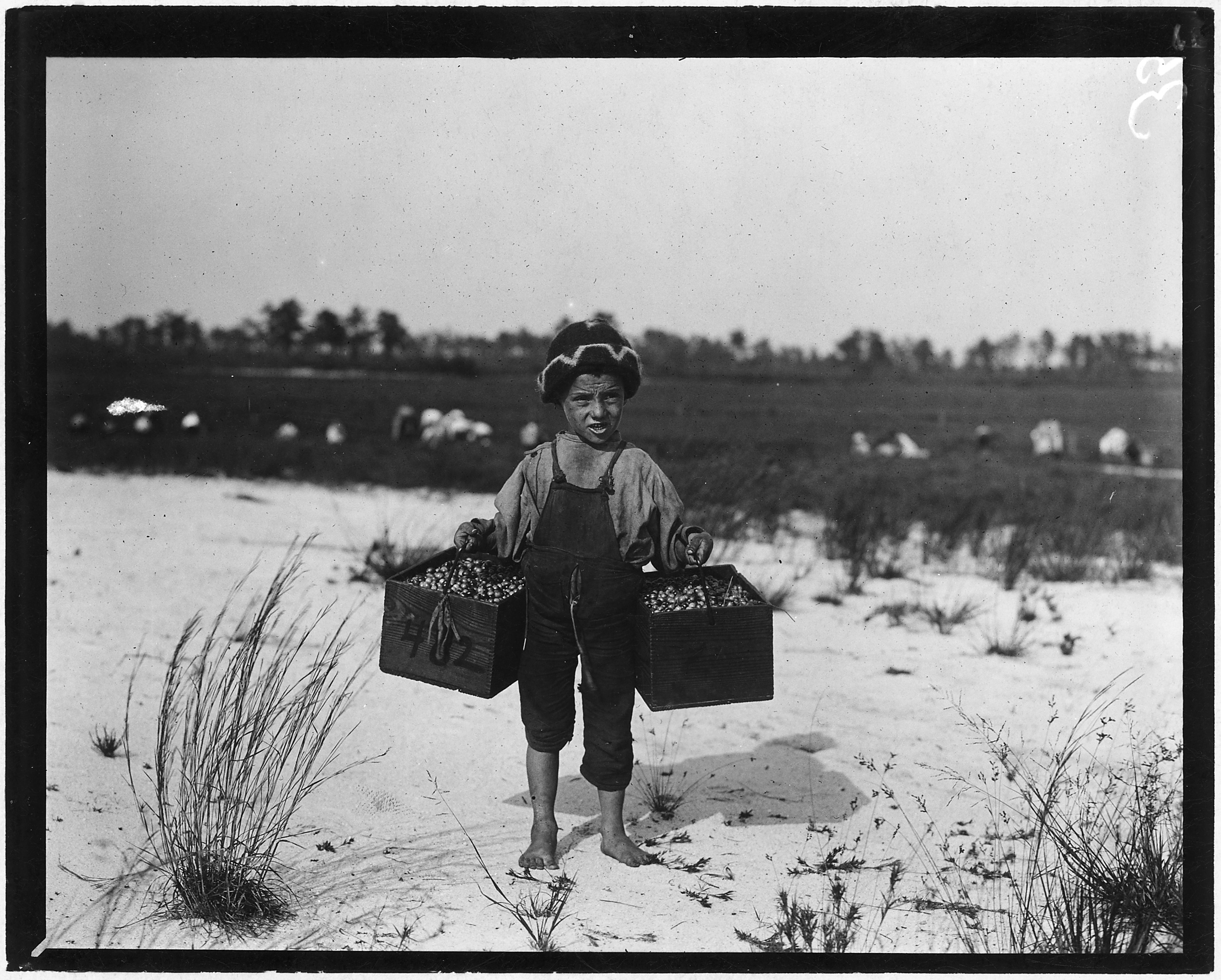 Salvin Nocito, 5 years old, carries 2 pecks of cranberries for long distance to the bushel man. Whites Bog. Brown... - NARA - 523267