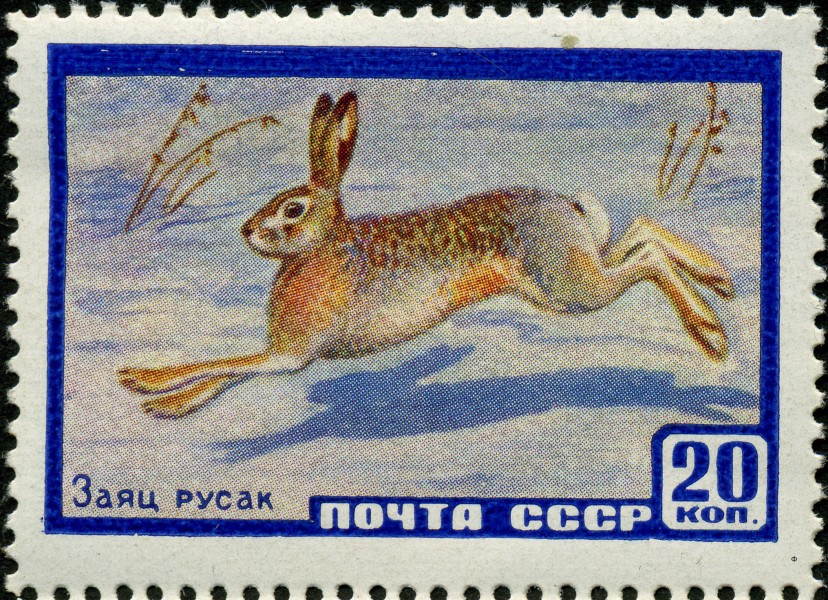 1960. Заяц русак