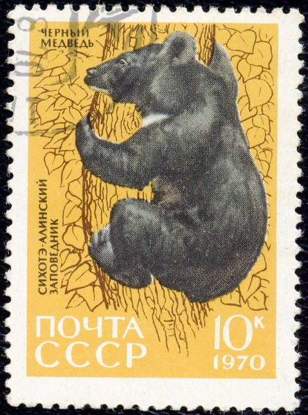1970. Сихотэ-Алинский заповедник. Черный медведь