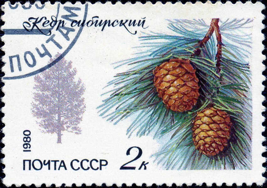 1980. Кедр сибирский