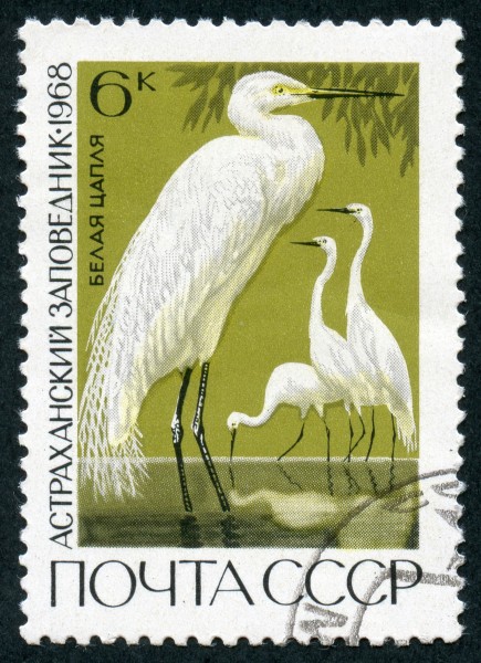 The Soviet Union 1968 CPA 3675 stamp (Great White Egrets (Astrakhan Nature Reserve)) cancelled