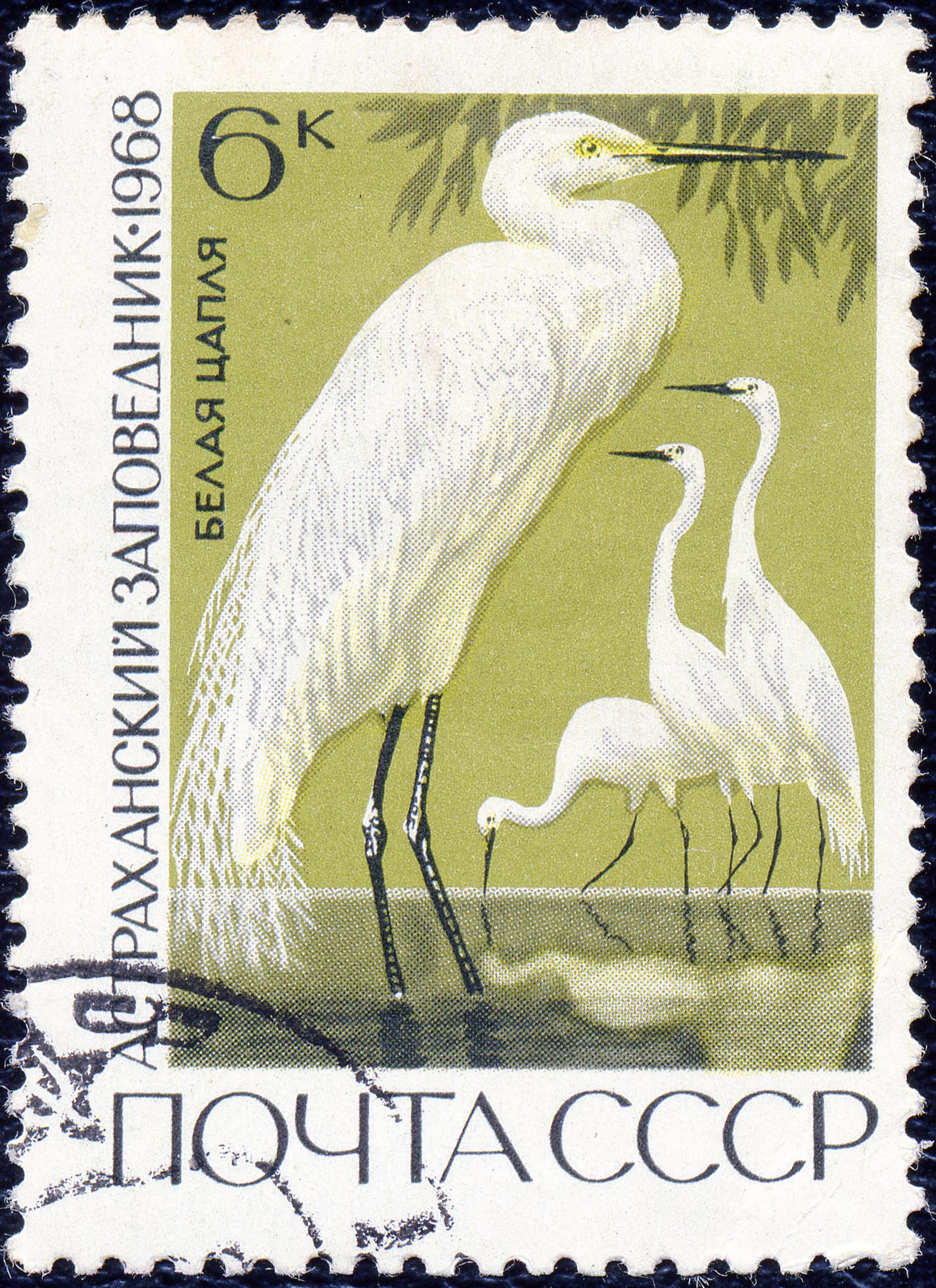 The Soviet Union 1968 CPA 3675 stamp (Great White Egrets (Astrakhan Nature Reserve)) cancelled light