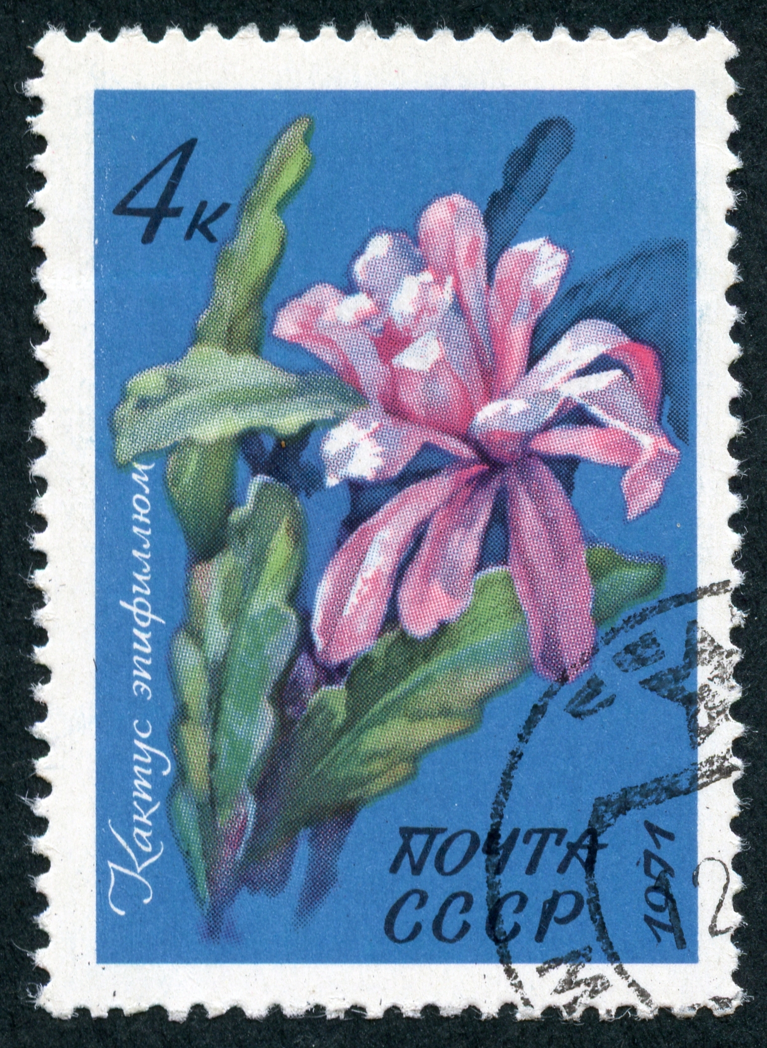 The Soviet Union 1971 CPA 4082 stamp (Cactus Epiphyllum) cancelled large resolution