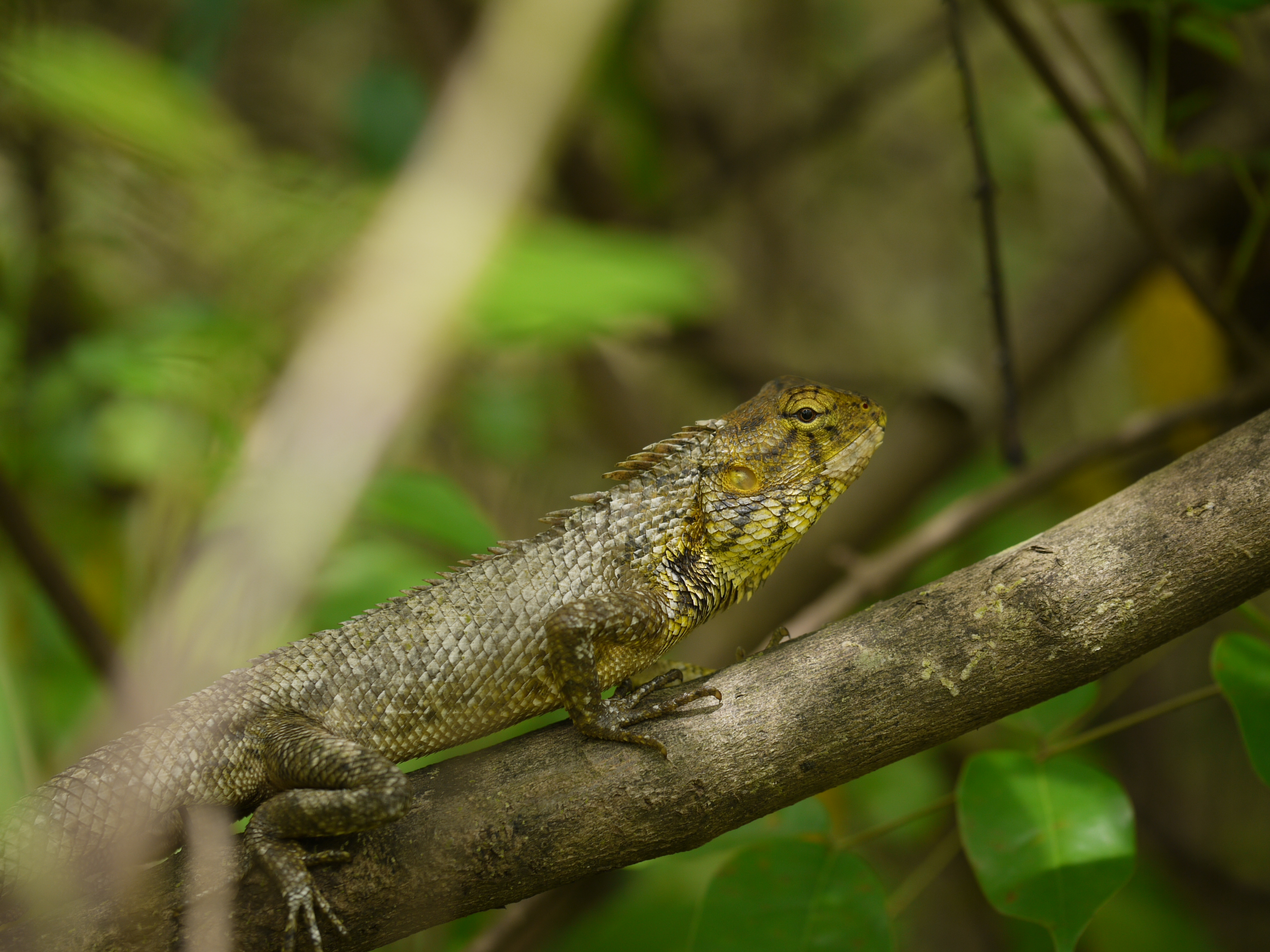 ... forest lizard (8071172069)