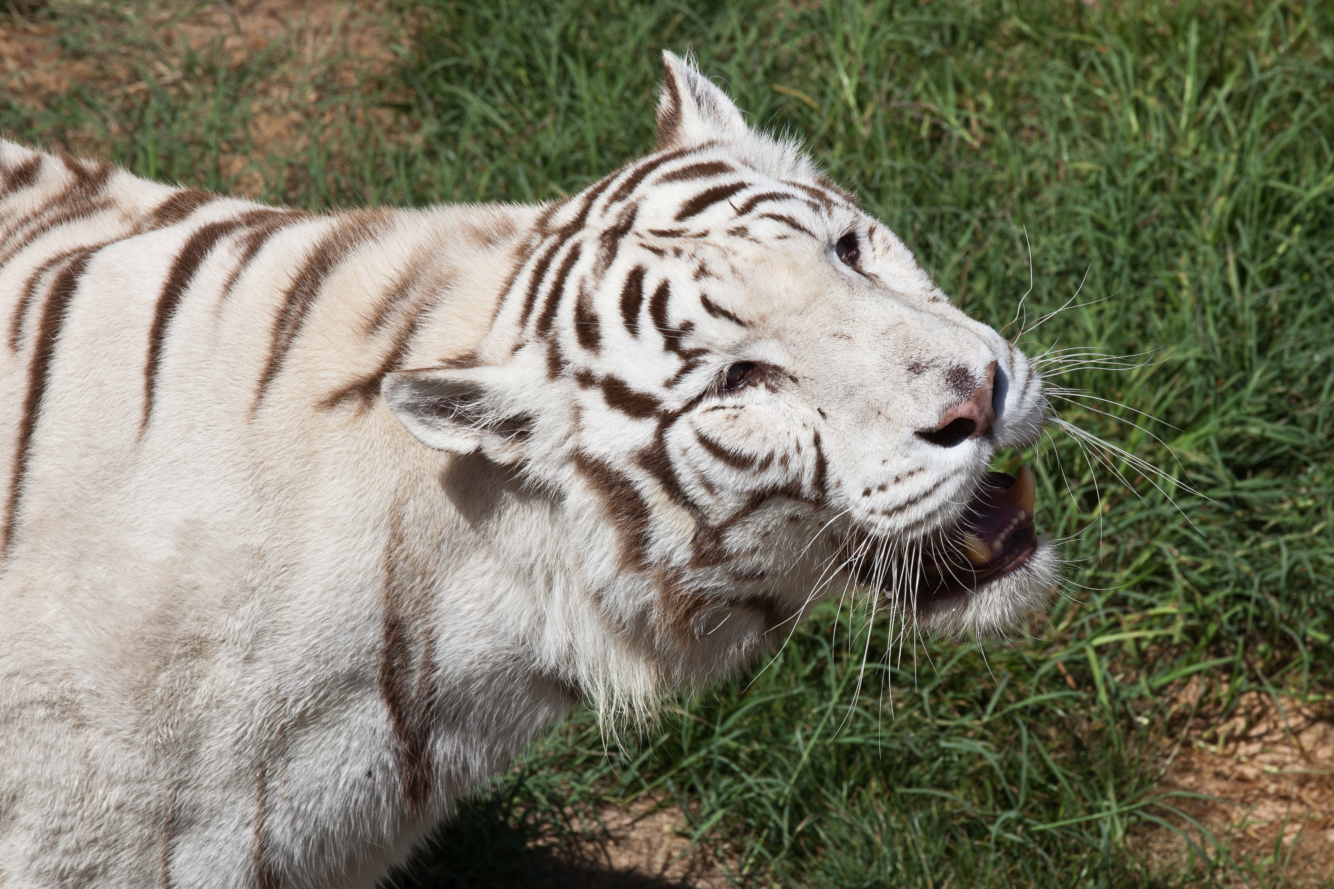 08-2011. Panthera tigris tigris - Texas Park - Lanzarote -TP00
