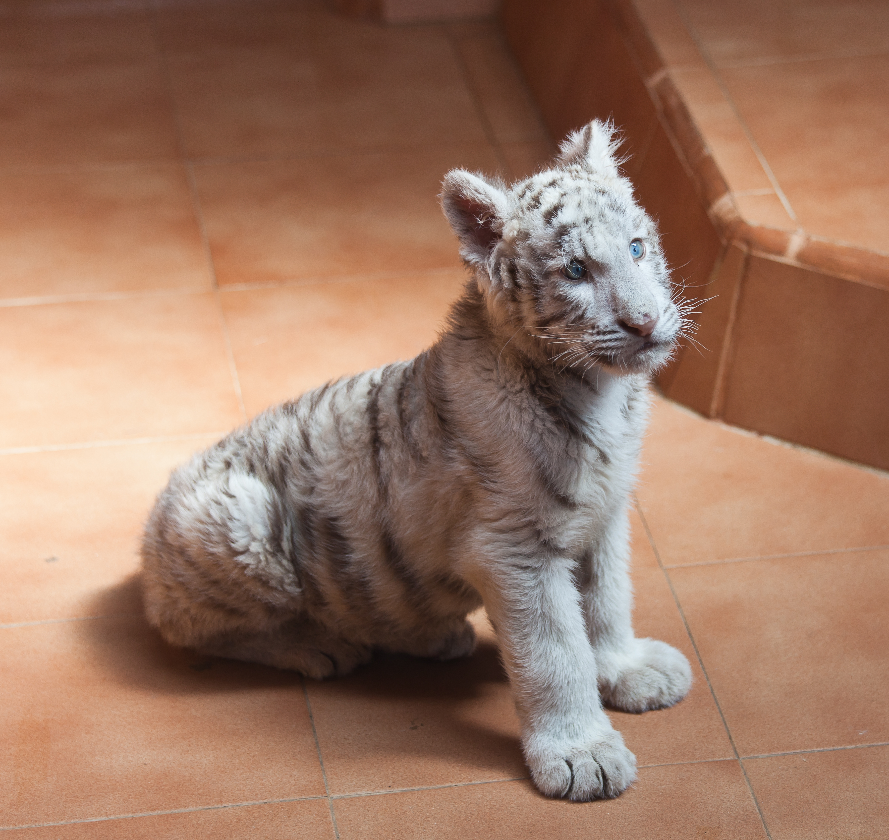 08-2011 - Panthera tigris tigris. Lanzarote - Spain - TP08