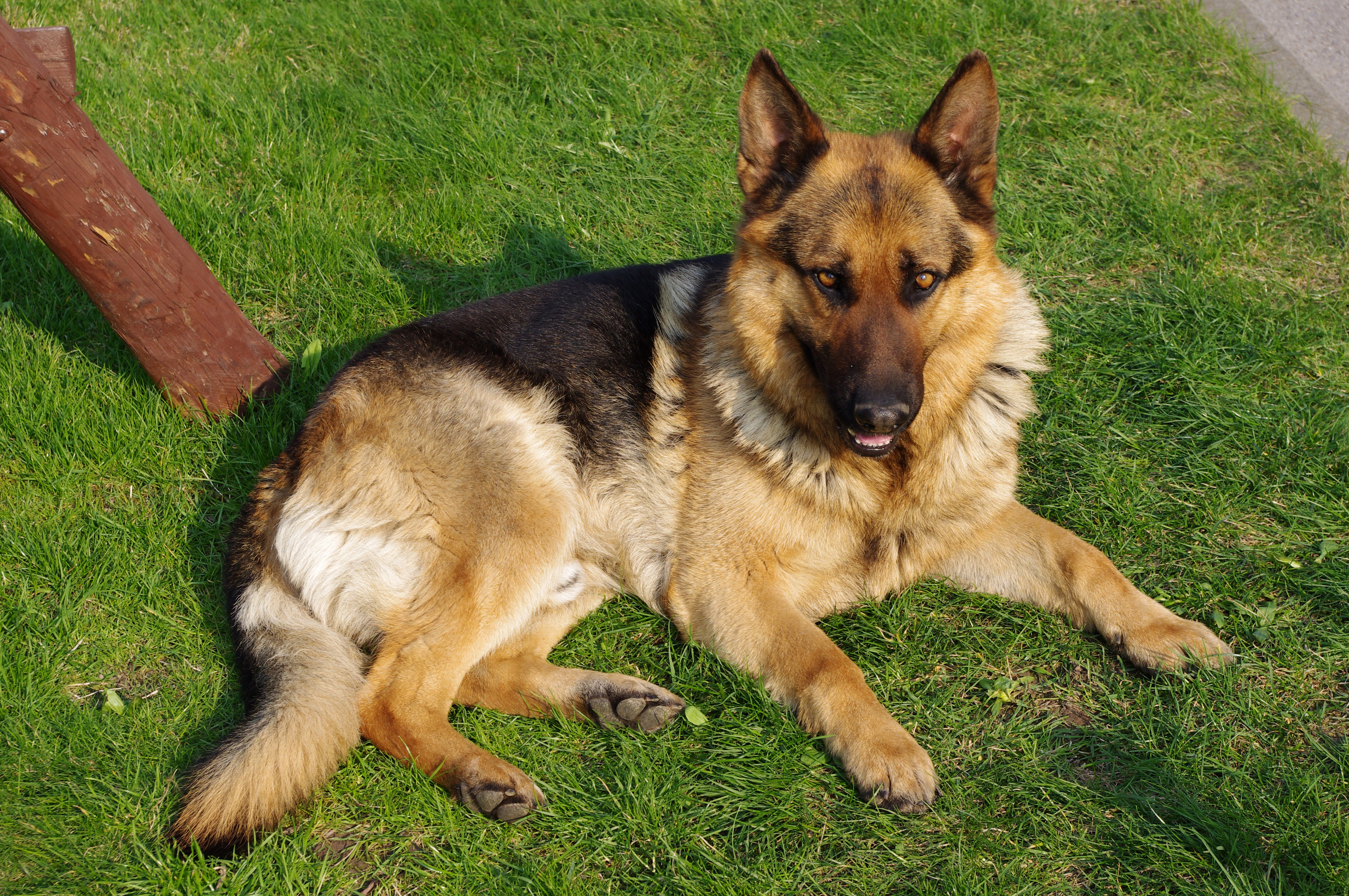 20110425 German Shepherd Dog 8505